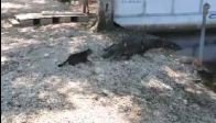timsaha kafa tutan kedi